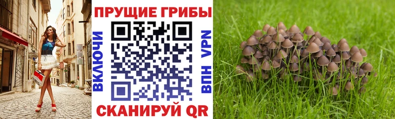 Галлюциногенные грибы ЛСД  Трубчевск 